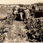 C4 dans les vignes